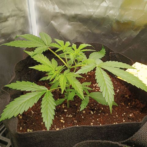 3 growlog timeline photo