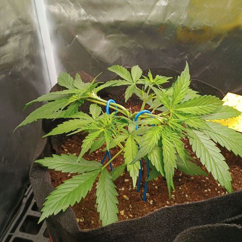 3 growlog photo: Runterbinden der beiden neuen Haupttriebe