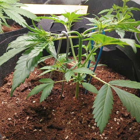 2 growlog photo: Runterbinden der beiden neuen Haupttriebe.