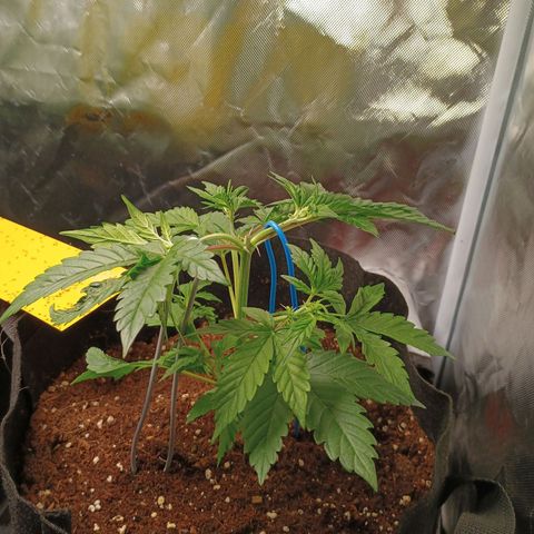1 growlog photo: Runterbinden