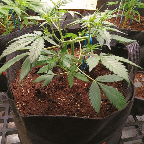 2 growlog timeline photo