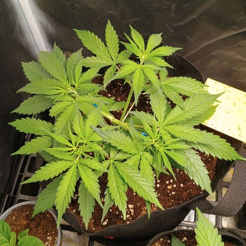 3 growlog timeline photo