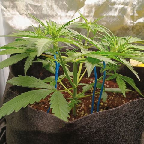 3 growlog timeline photo