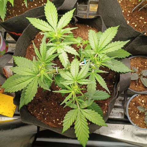 2 growlog timeline photo