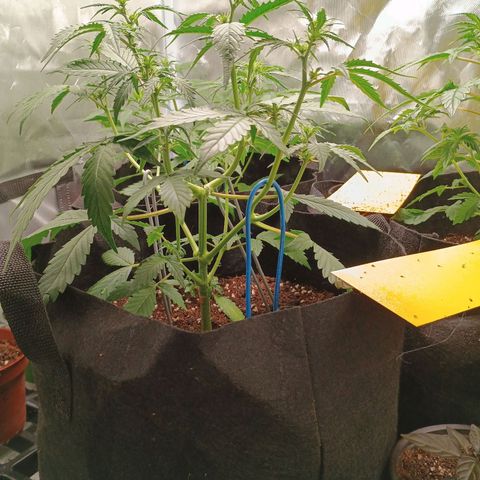 2 growlog timeline photo