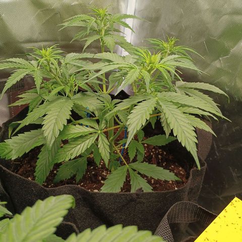 3 growlog timeline photo