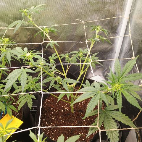 1 growlog timeline photo