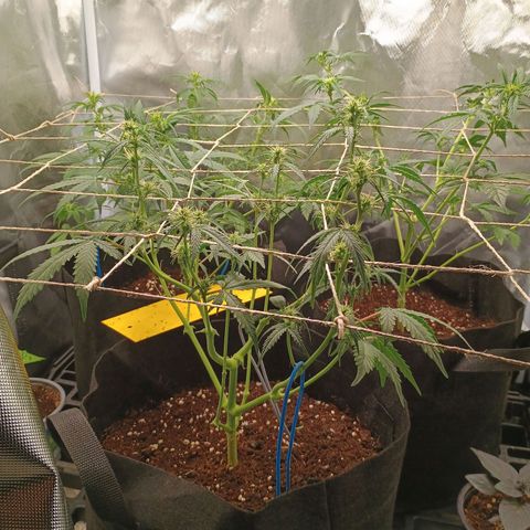 2 growlog timeline photo