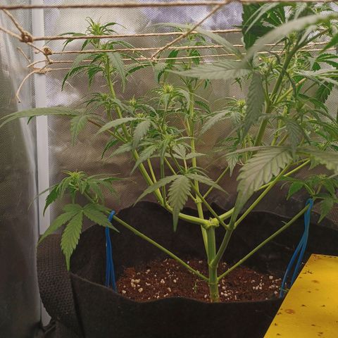 3 growlog timeline photo