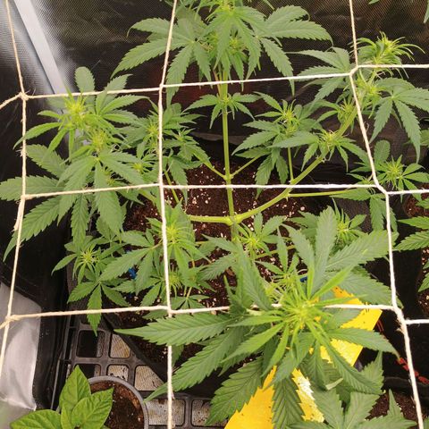 3 growlog timeline photo