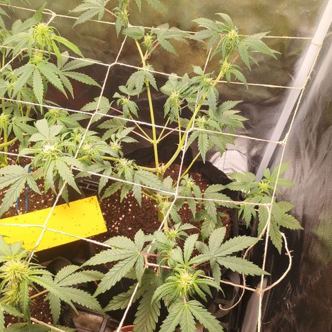 1 growlog timeline photo