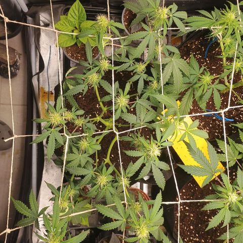 2 growlog timeline photo