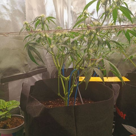 2 growlog timeline photo