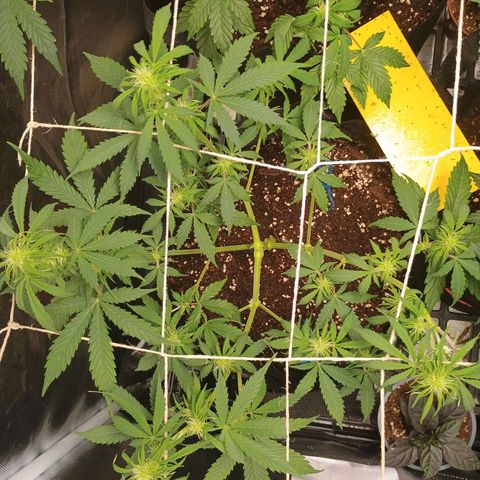 3 growlog timeline photo
