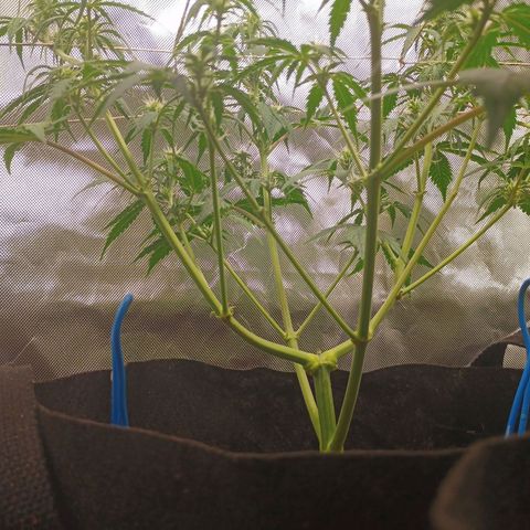 3 growlog timeline photo