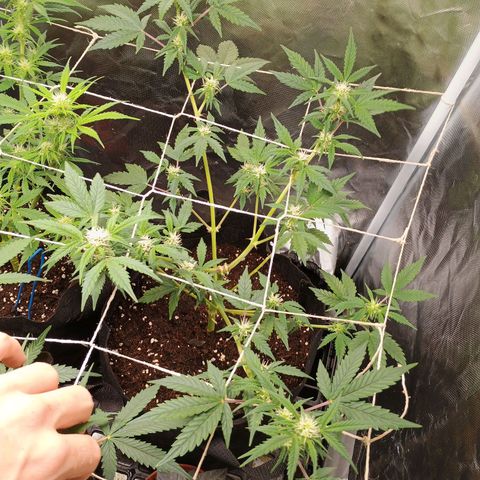 1 growlog timeline photo