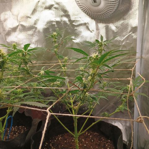 1 growlog timeline photo