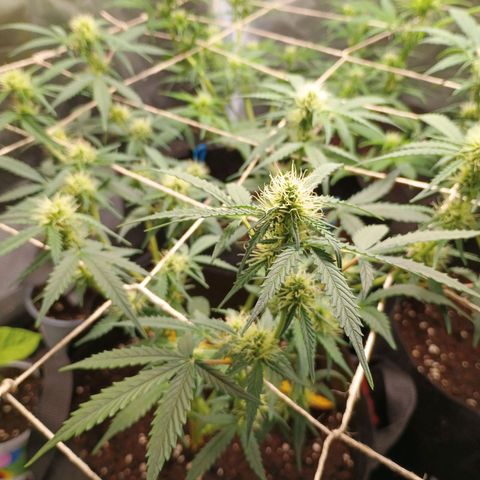 2 growlog timeline photo