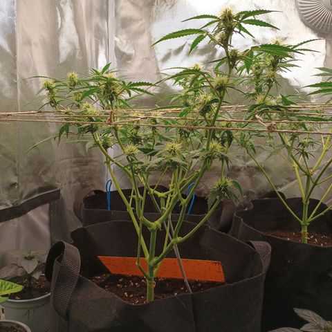 2 growlog timeline photo