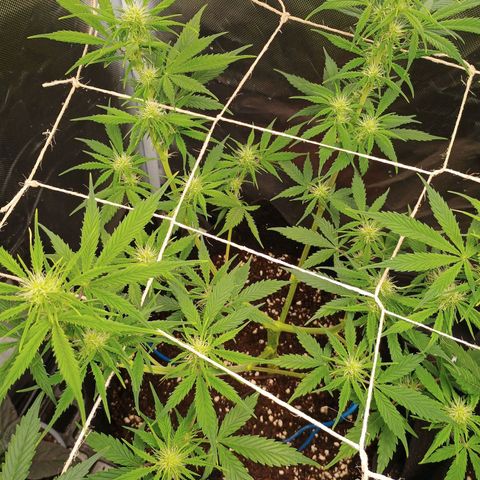 3 growlog timeline photo