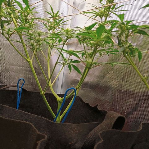 3 growlog timeline photo