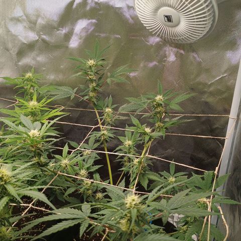 1 growlog timeline photo
