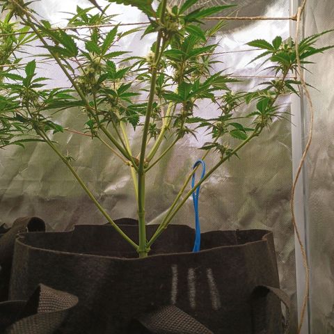 1 growlog timeline photo