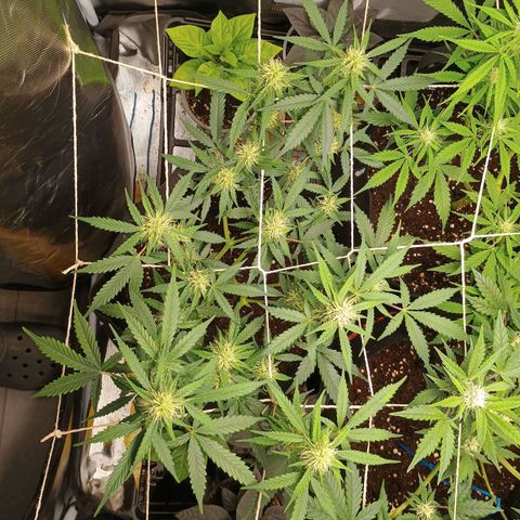 2 growlog timeline photo