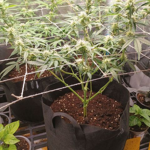 2 growlog timeline photo