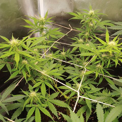 3 growlog timeline photo
