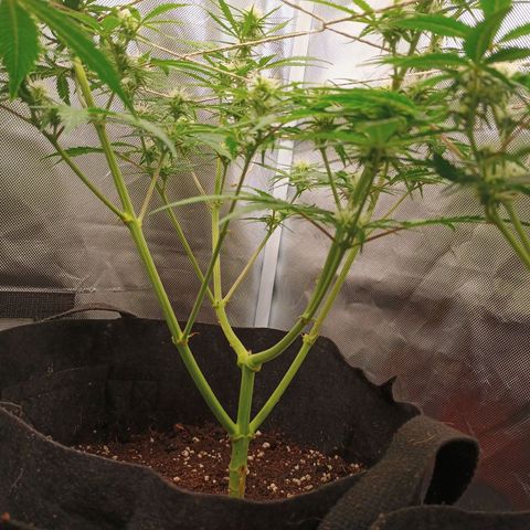 3 growlog timeline photo