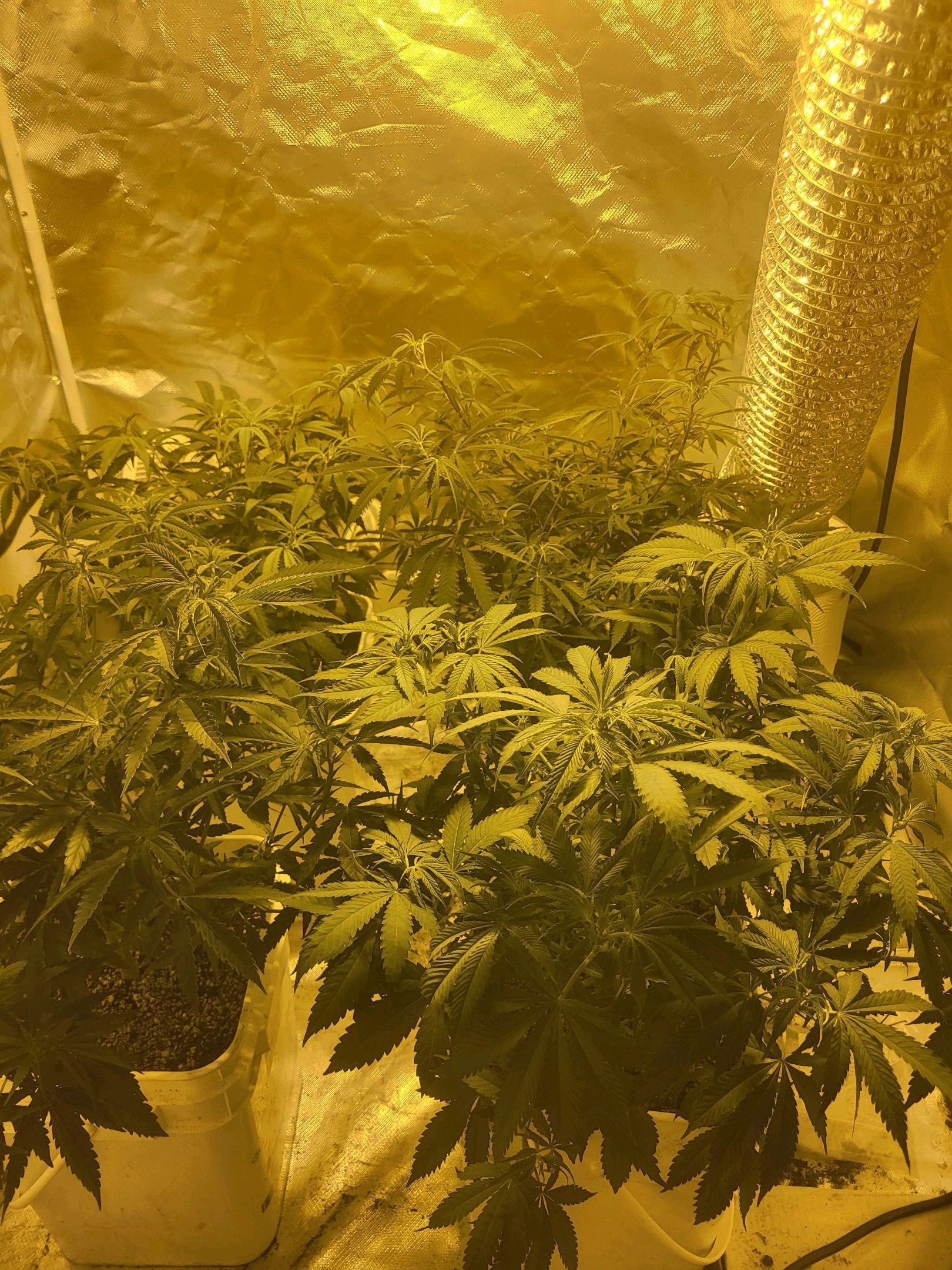 Black gorilla growlog header
