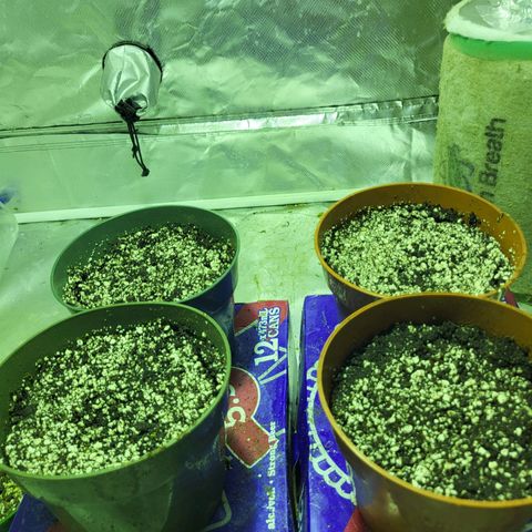 Black gorilla growlog photo