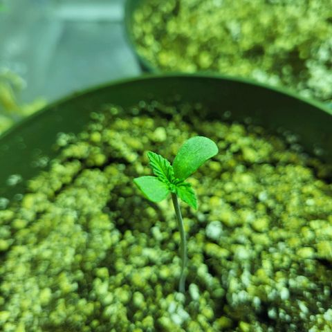 Black gorilla growlog photo