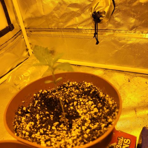 Black gorilla growlog photo
