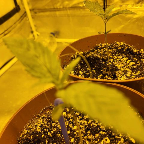 Black gorilla growlog photo: Week week two plants seem to be displaying new growth finally. the next set of leaves to come up will be 3 edged leaves
