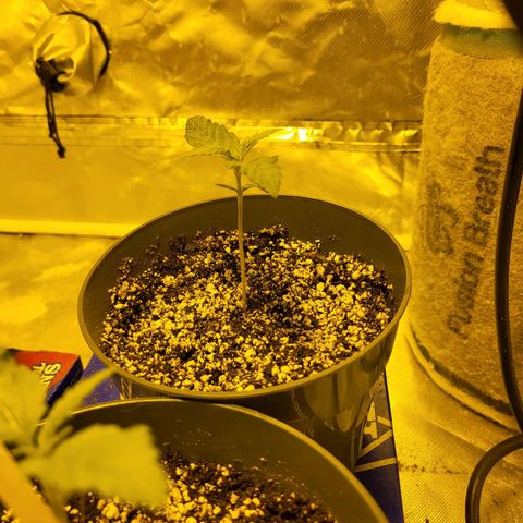 Black gorilla growlog photo: Week week two plants seem to be displaying new growth finally. the next set of leaves to come up will be 3 edged leaves