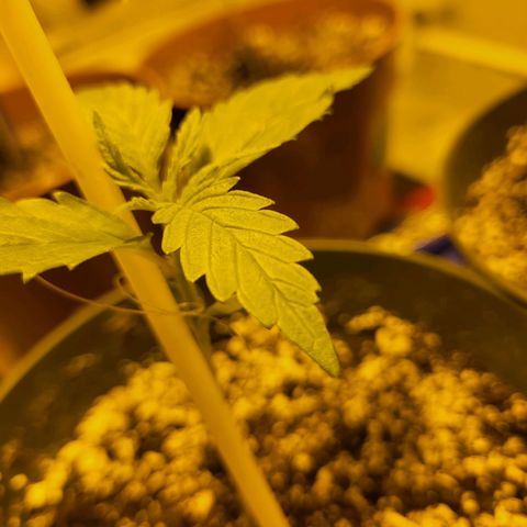 Black gorilla growlog photo: Definitely starting to notice the faster plant growth