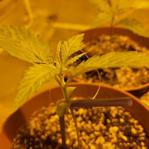 Black gorilla growlog photo: Definitely starting to notice the faster plant growth
