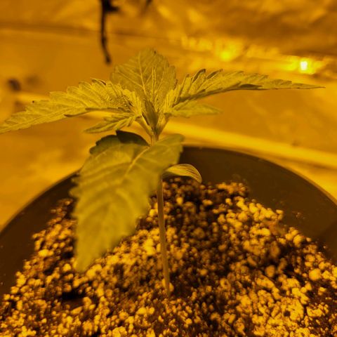 Black gorilla growlog photo: Definitely starting to notice the faster plant growth