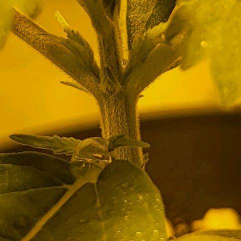 Black gorilla growlog timeline photo