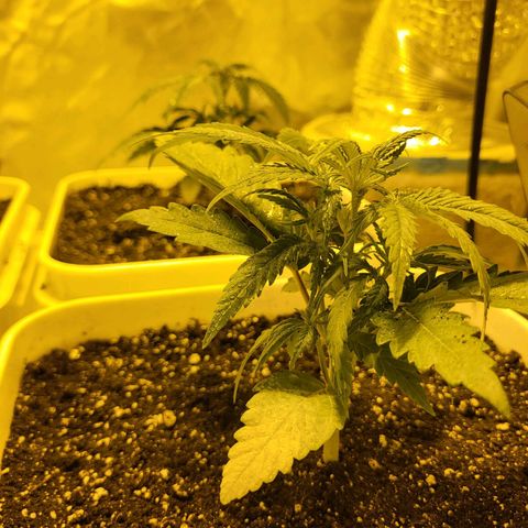 Black gorilla growlog photo: Vegetative state started