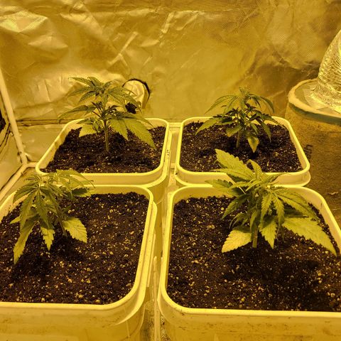 Black gorilla growlog photo: Vegetative state started