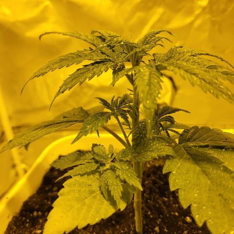 Black gorilla growlog photo: Vegetative state started