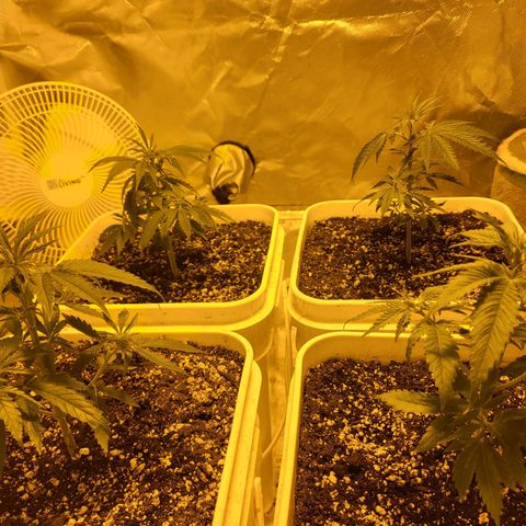 Black gorilla growlog timeline photo