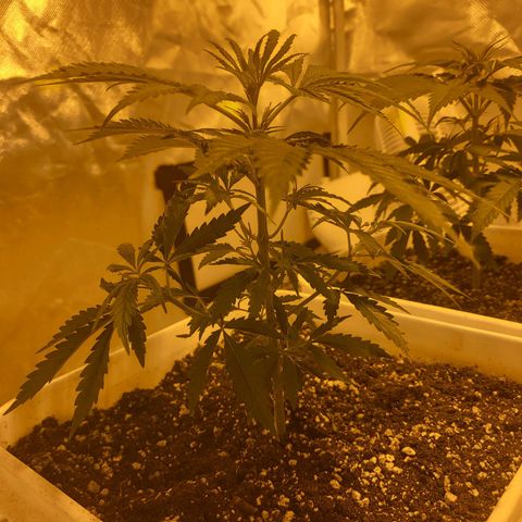 Black gorilla growlog photo: Plants are starting to get taller every day and Bush out more