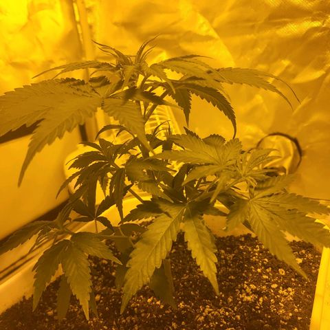 Black gorilla growlog photo: Plants are starting to get taller every day and Bush out more