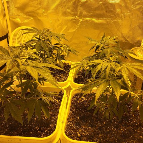 Black gorilla growlog timeline photo