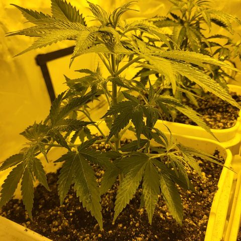 Black gorilla growlog timeline photo