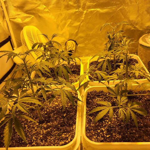 Black gorilla growlog timeline photo